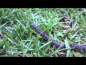 Common Kingsnake