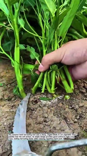 Harvest Greens Faster With This Simple Hand Tool 🌱 #FarmTools #AgTech #Shorts