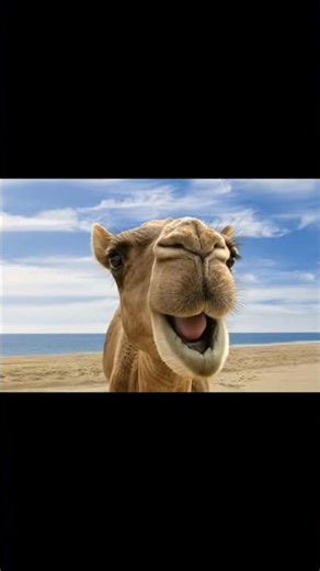 you made it to hump day #funny #humpdaycamel #memes #humpday