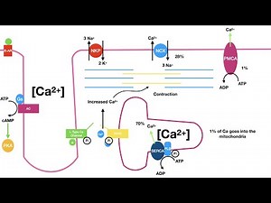 Excitation Contraction Coupling in the Heart