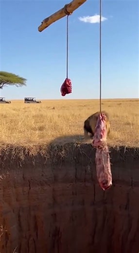 Will silly lion step into the trap…or get the clever escape #wildlife #lion #nature