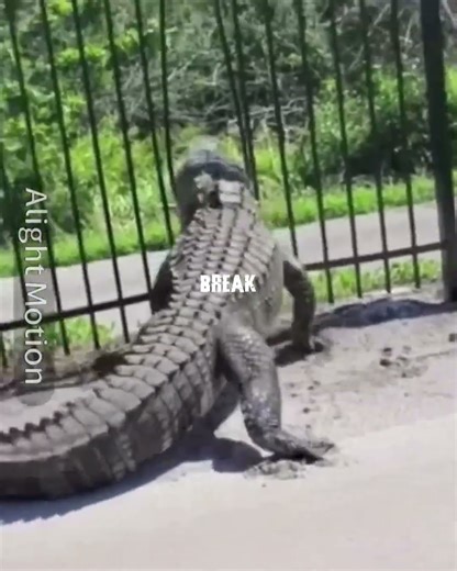 Polar bear vs Saltwater crocodile