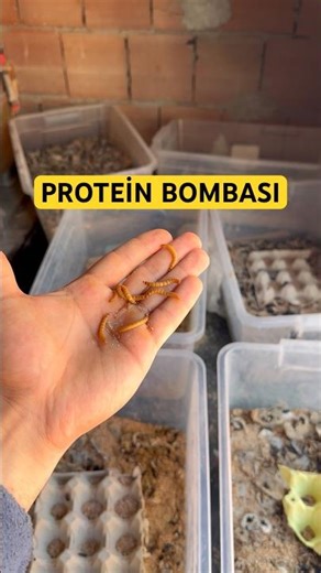 I'm breeding wolves 🖖😁