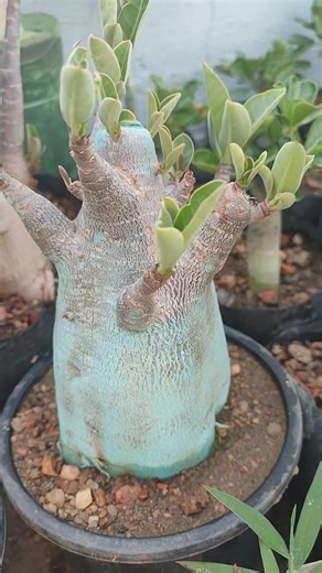 adenium arebicum ID-Black Hulk #adenium #garden #gardening #desertrose