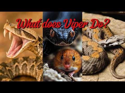 Deadly Snakes of the Wild – Nature’s Silent Hunters
