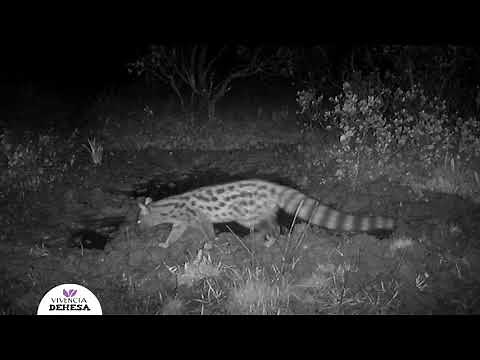 La jineta, un animal nocturno y solitario | Vivencia Dehesa