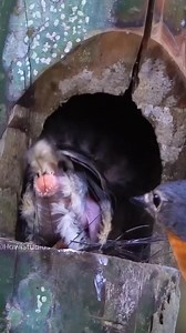 737K views · 3.4K reactions | Why Do Birds Eat The Poop Of Their Babies? | Roxie Smith | Facebook