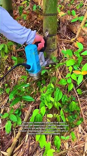 Efficient Bamboo Harvesting with Specialized Saw