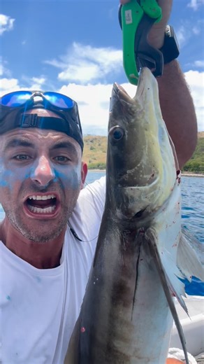 NXT STOP on Instagram: "Bleed ‘Em & Eat ‘Em 🩸 #fishing #cobia #fishingchallenge"