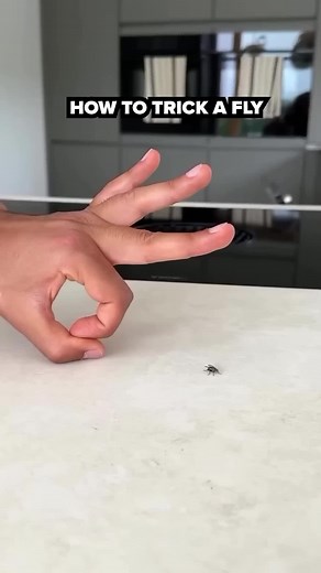 Creative Ways to Trick a Fly in a Hilarious Video