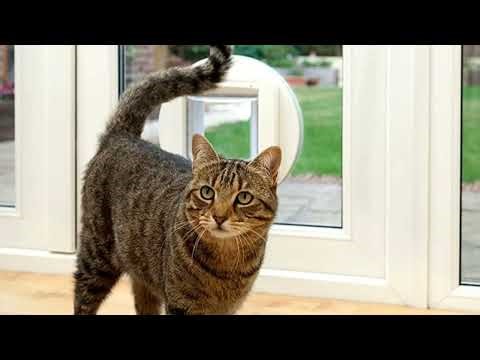 🚪 No More Strays! SureFlap Microchip Cat Flap Installation & Review