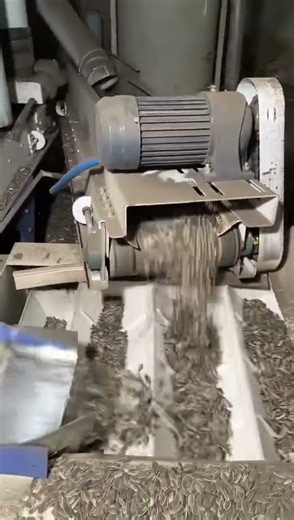 Close-Up: Sunflower Seed Processing Line In Action | Subscribe & Check Our Google Site!