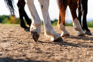 Founder in Horses: Symptoms, Causes, and Treatments