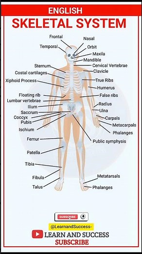 English Skeletal System | Learn Human Bones Easily | Learn and Success