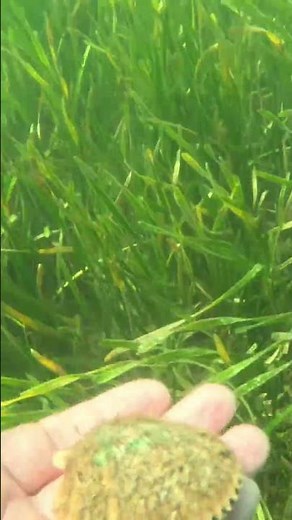 Scallop Swimming Through Seagrass | Florida Coastal Wildlife #scalloping