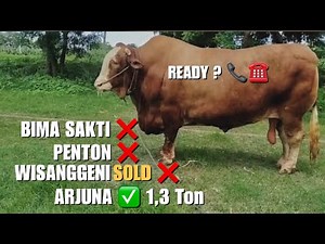 Satu Satunya❗️Sapi Terbesar Indonesia Yang Ada dan Tersisa Arjuna 1,3 Ton