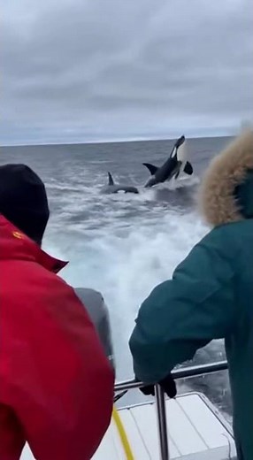 Orca Chases Shark into Boat Engine! 😱 #Shorts