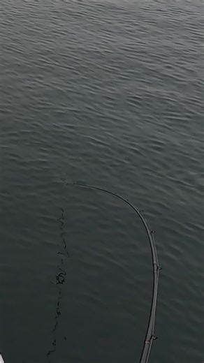 Amazing Fall Chinook Salmon Fishing! #chinooksalmon #salmonfishing #fallchinook #fishing #fishinglife