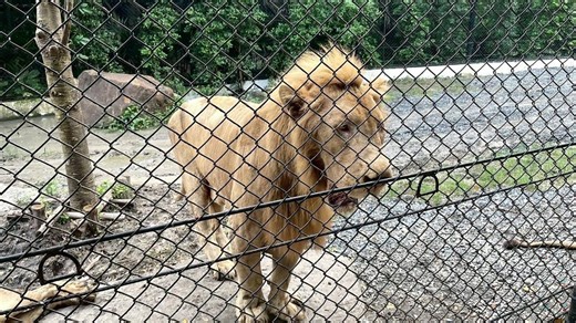 Un zoo thaïlandais sous le feu des critiques après une attaque mortelle de lions