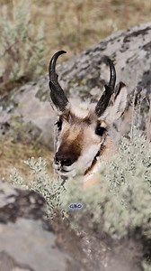 37K views · 670 reactions | Do you know how fast pronghorn can run? #ynp #yellowstonenationalpark #wildlife #wildlifephotography #wildanimals #animals #naturephotography #reels #pronghorn #antelope | Good Bull Guided | Facebook