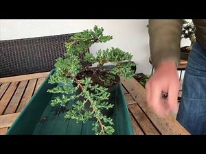 How to Create a Juniper bonsai for cheap. Absolute best conifer bonsai for cascade style