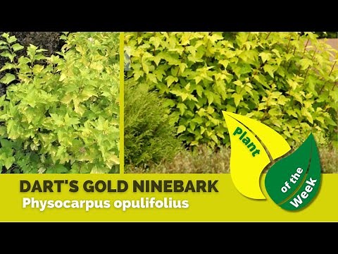 DART'S GOLD NINEBARK | Physocarpus opulifolius