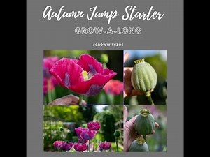 Poppies - Papaver somniferum ‘Bowling Ball’ (how to sow and grow)