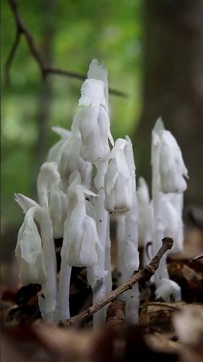 Ghost Pipe | Ghost Plant | Indian Pipe