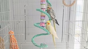 Bird Toys, Parakeet Toys with Bell, Parrot Toys, Bird Beak Grinding Stone, Bird Chew Toys for African Grey, Amazon Parrots, Budgies, Cockatiels, Lovebirds, Conures, Quakers, Small to Medium Birds