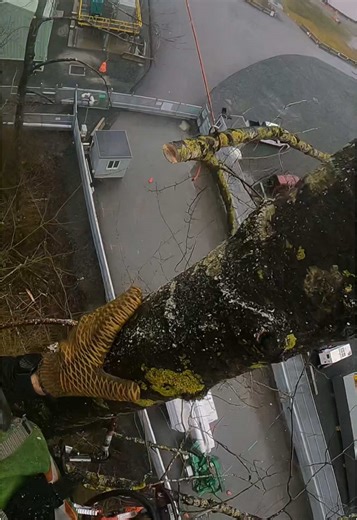 Tree Climbing Techniques for Rope Swinging