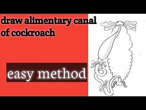 how to draw the alimentary canal of cockroach for beginners||step by step||