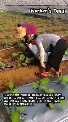 생산성을 높이는 효율적인 농업 비닐 멀칭 가이드 #worker #process #farming #skills #tutorial