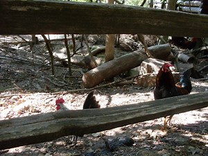 In Pictures: Yellow River Game Ranch Celebrates 50 Years