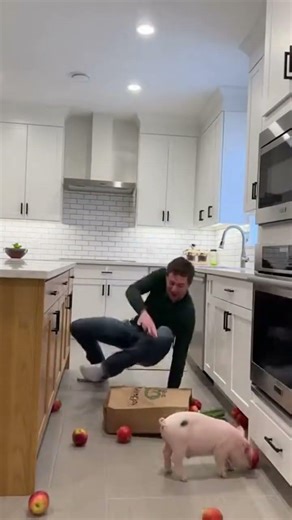 Piglet Chaos! Groceries Fly as Man & Pig Slip and Laugh 😂🐖