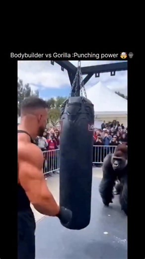 Explaining Anything on Instagram: "Bodybuilder vs Gorilla: Punching Power 🤯🦍 A viral video comparing a professional bodybuilder and a gorilla is taking over social media feeds. The clip uses dramatic edits and bold claims to spark a debate about punching power, strength, and survival instincts. While the visuals look intense, experts say the comparison needs context and calm facts. Gorillas are among the strongest land animals on Earth. They have dense muscle fibers, long arms, and incredible 