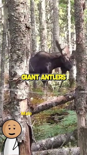 The Forest Giant That Fights Back… (Moose) 🦌💪