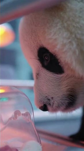 The Panda Delivery Rescue #AnimalRescue #wildlife #shortsviral #animals #wildliferescue