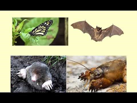 Estructuras Homologas y Analogas