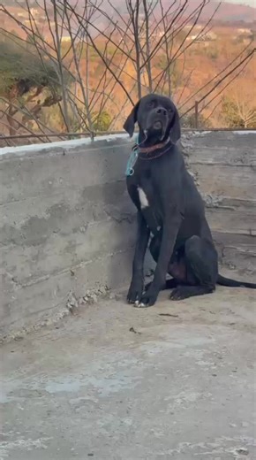 Understanding the English Pointer Breed