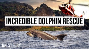 The Incredible Dolphin Airlift - Saved by a Helicopter!