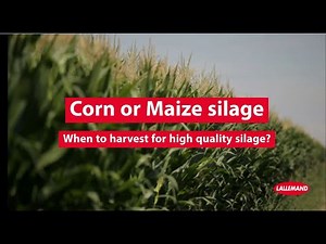 Optimal Harvest Timing for Corn/Maise Forage to ensure High-Quality Silage