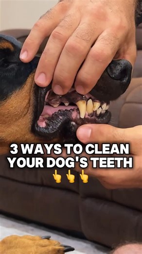 Canine Revolution Dog Training on Instagram: "3 Ways to Brush Your Dog’s Teeth! 🙌🦷🪥 To learn more about the tools and methods we use to brush dog teeth, head to our YouTube channel where we have an entire video dedicated on instructing you how to do it 🫡 link in bio! #dogs #dogtrainer #dogtraining #doberman #dobermanpinscher"