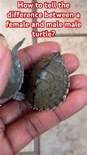 How to tell the difference between a female and male map turtle?