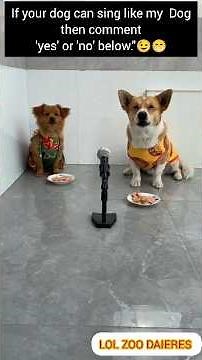 Hilarious Singing Dog Goes😱❤️ Viral – Can Your Pup Beat Him?