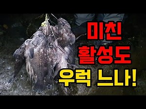 우럭 느나! 미친 활성도 변태채비 스위밍 뮬렛으로 우럭 타작! 새만금 우럭낚시 조황