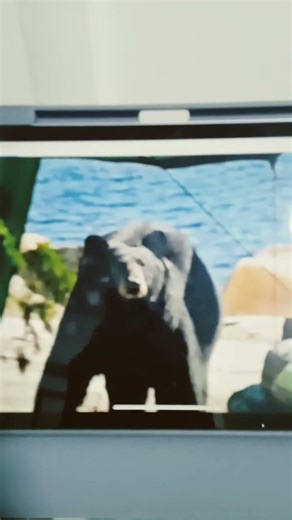 Black Bear Roars and Growling Sound Effects