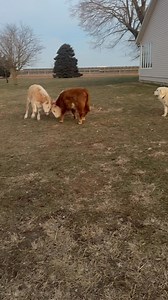 Head-to-head like they’re settling beef. Literally. #FarmLife #BoTheMoorynese #HoneyLove #FarmChaos #CowPlay #FarmDogs #NoHRHere #CountryLiving | Gearhart Farms LLC.