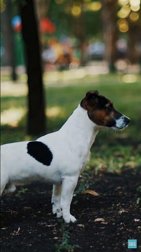 Jack Russell Terrier History - Dog Facts