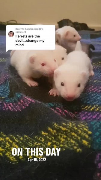 crazy ferret chick on TikTok