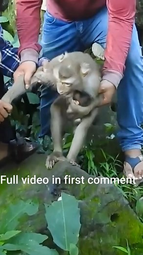 516K views · 3.5K reactions | Breaking New 29th July 2022 My videos help return Brady back to Libby hard _ Rainbow back to Rose | Monkey history 2024 | Facebook